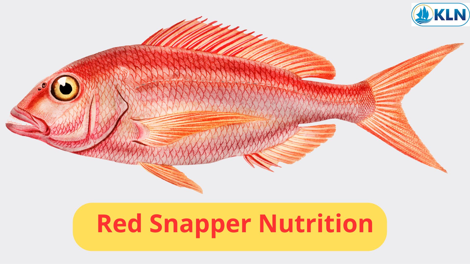 Red Snapper Nutrition